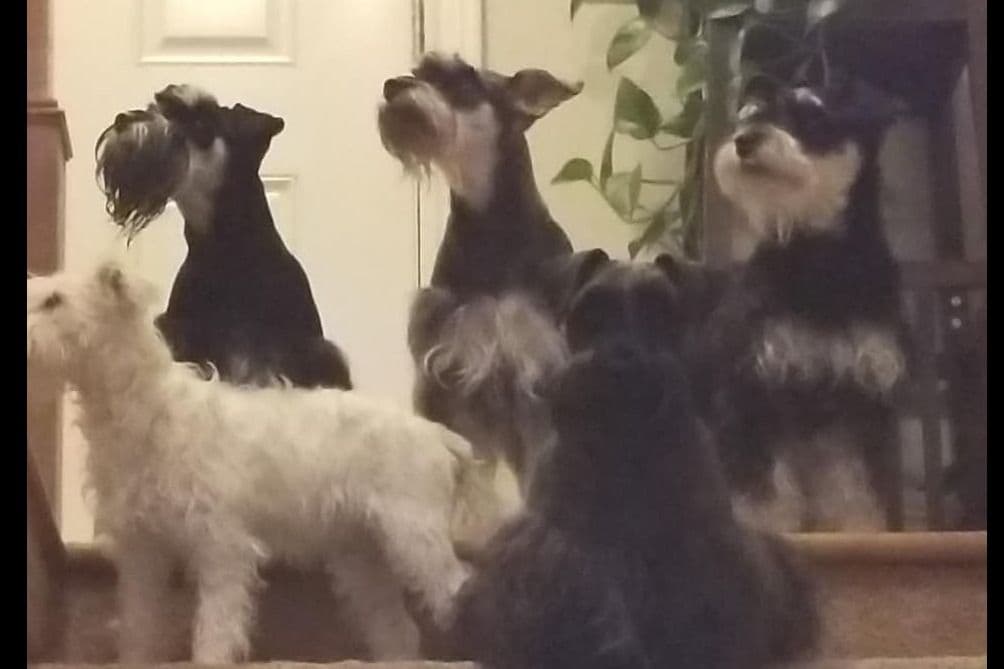 Miniature Schnauzer Puppies breeder image 3