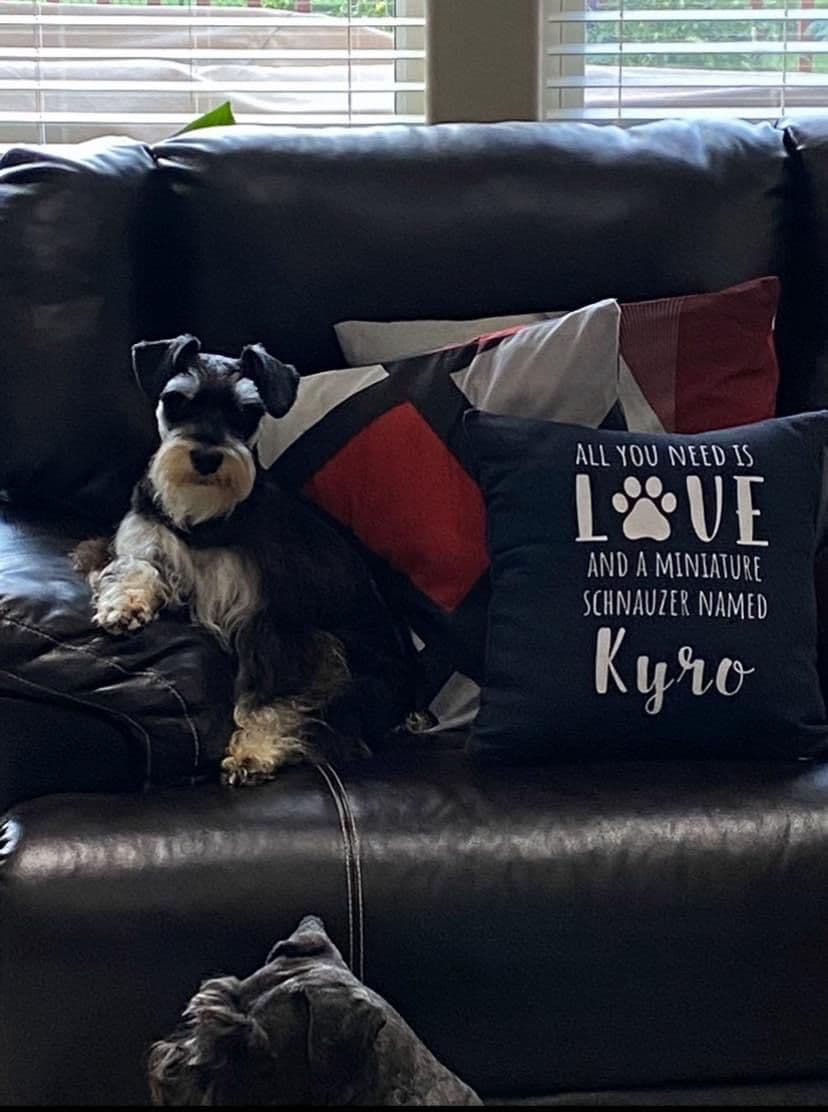 Miniature Schnauzer Puppies breeder image 4