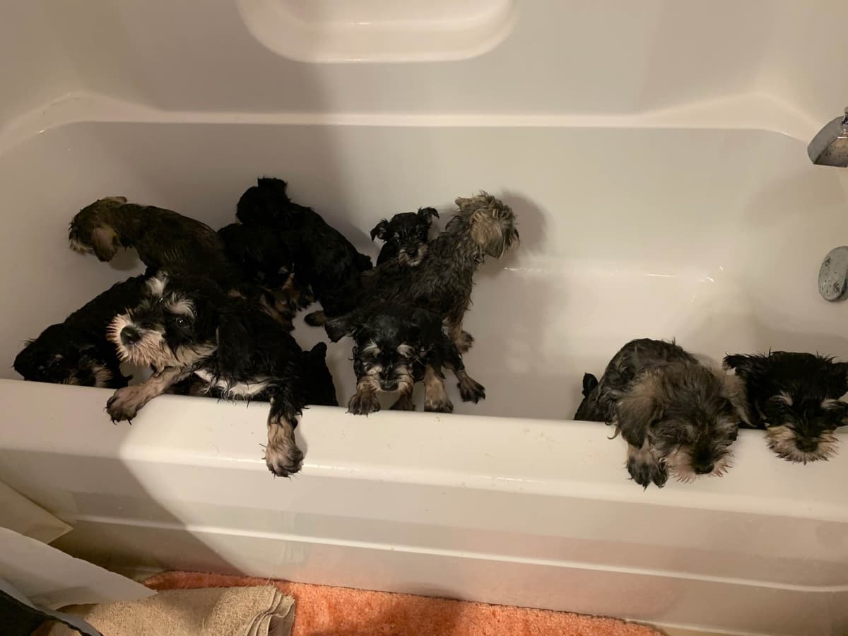 Miniature Schnauzer Puppies breeder image 5