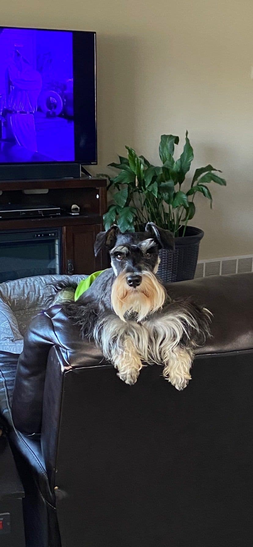 Miniature Schnauzer Puppies breeder image 6