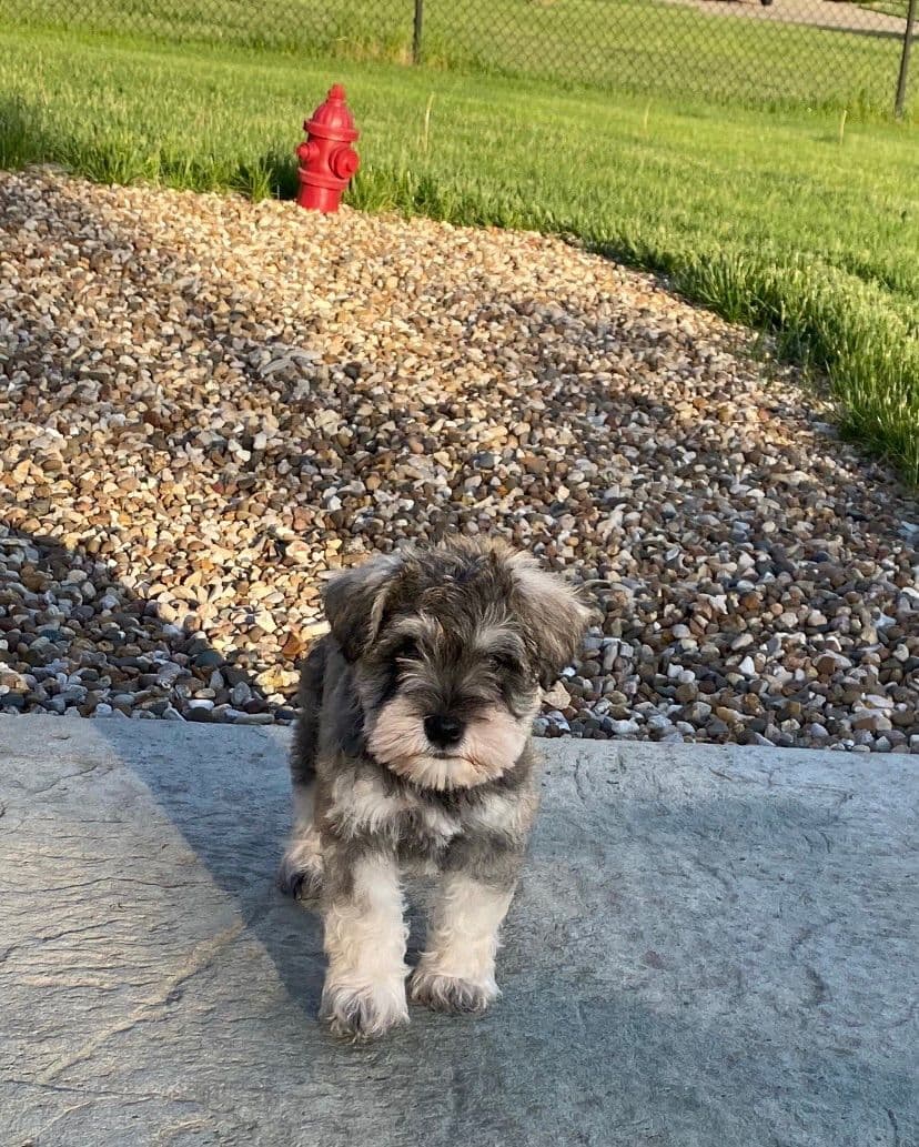 Miniature Schnauzer Puppies breeder image 7