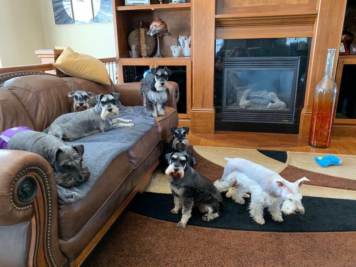 Miniature Schnauzer Puppies breeder image 8