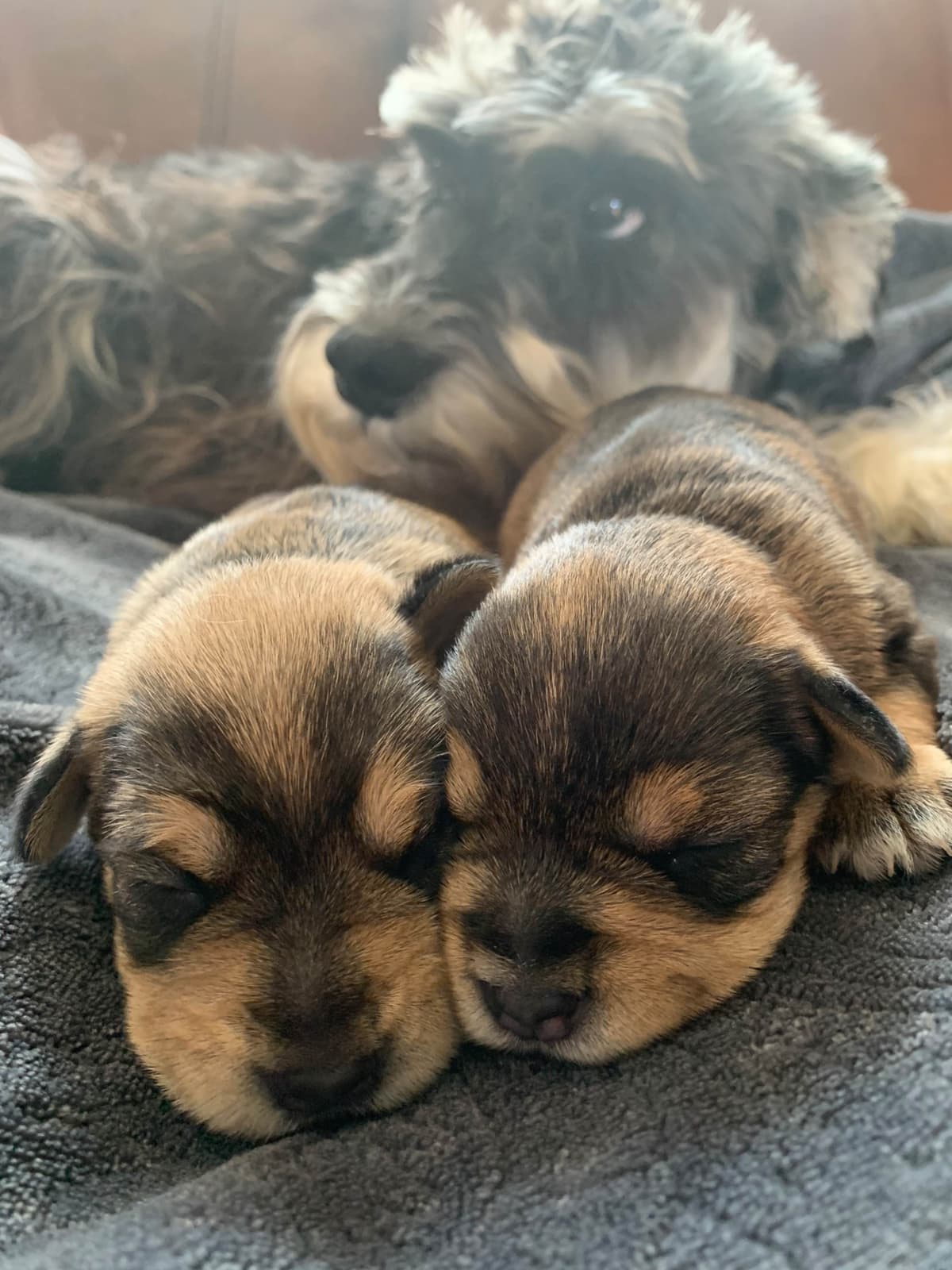 Miniature Schnauzer Puppies breeder image 9