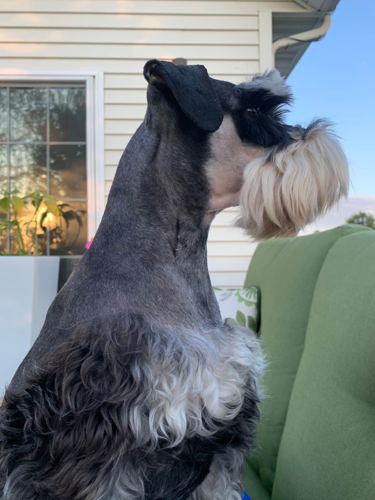 Miniature Schnauzer Puppies breeder image 10