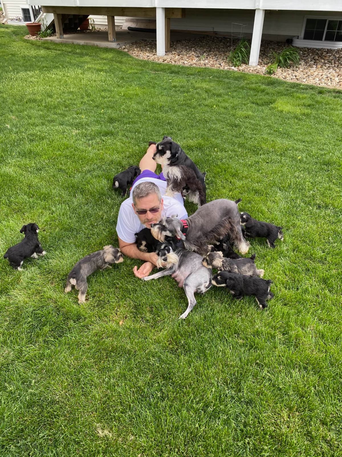 Miniature Schnauzer Puppies breeder image 11