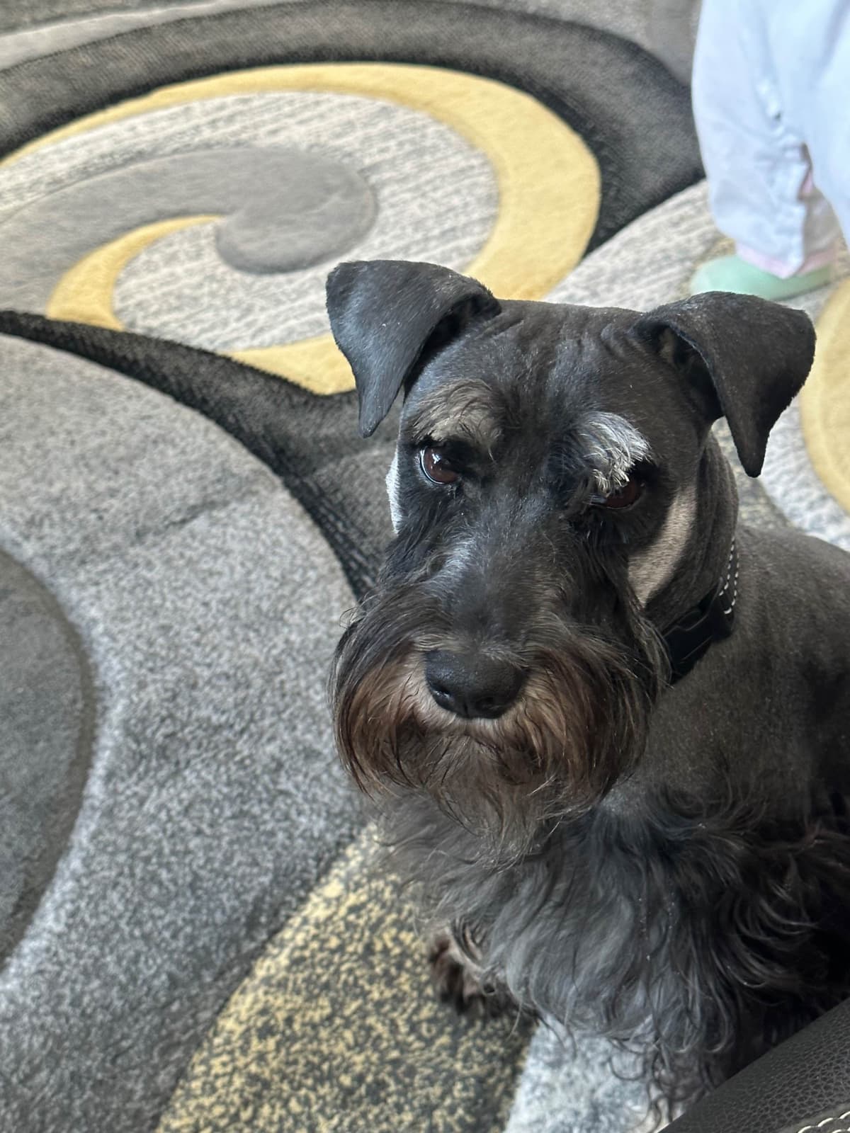 Miniature Schnauzer Puppies breeder image 14