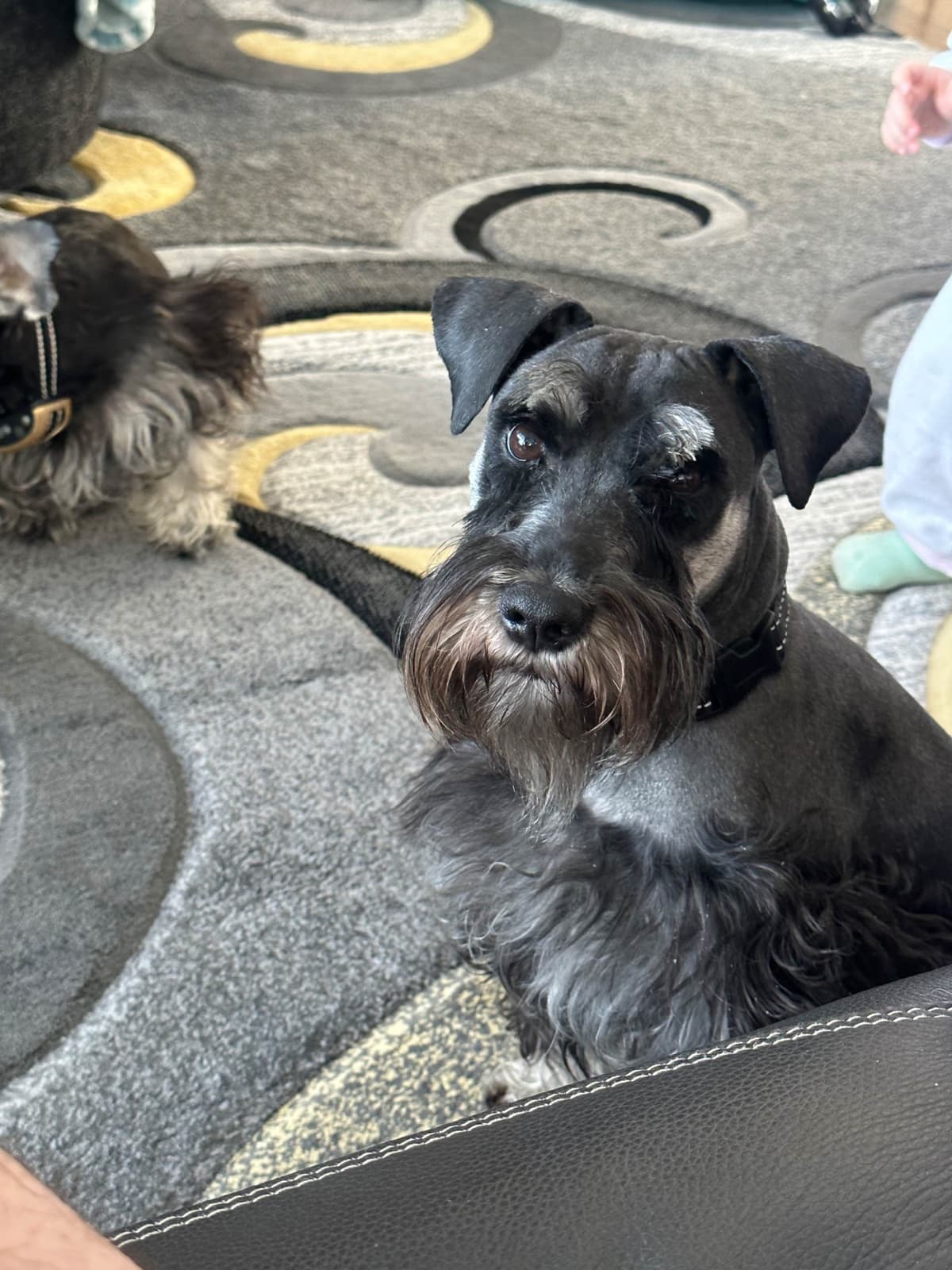 Miniature Schnauzer Puppies breeder image 16