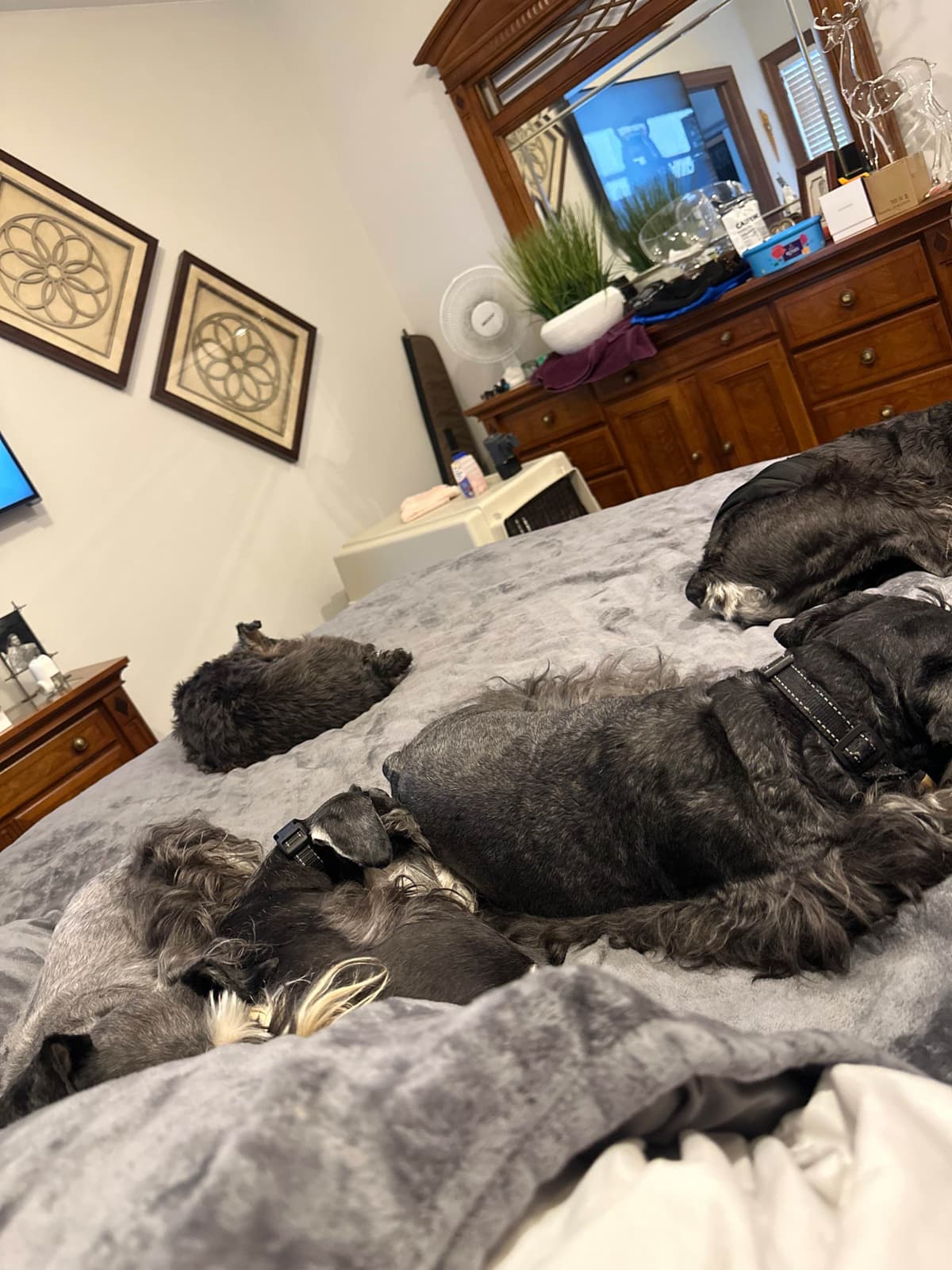 Miniature Schnauzer Puppies breeder image 15