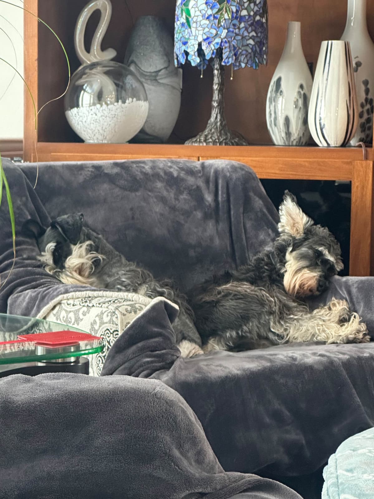 Miniature Schnauzer Puppies breeder image 13
