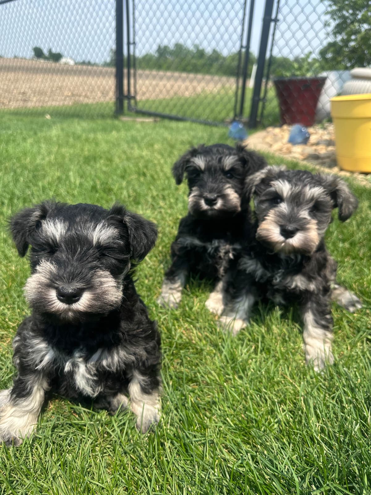 Miniature Schnauzer Puppies breeder image 17