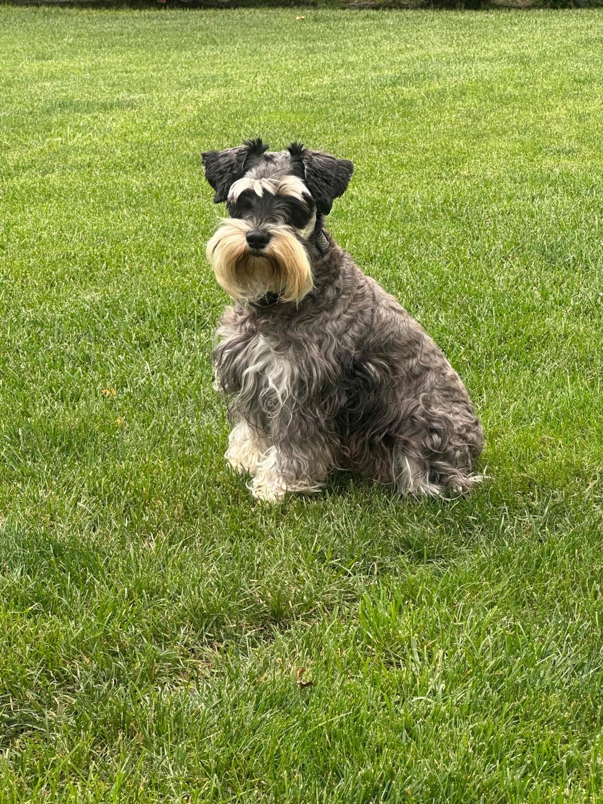 Miniature Schnauzer Puppies breeder image 18