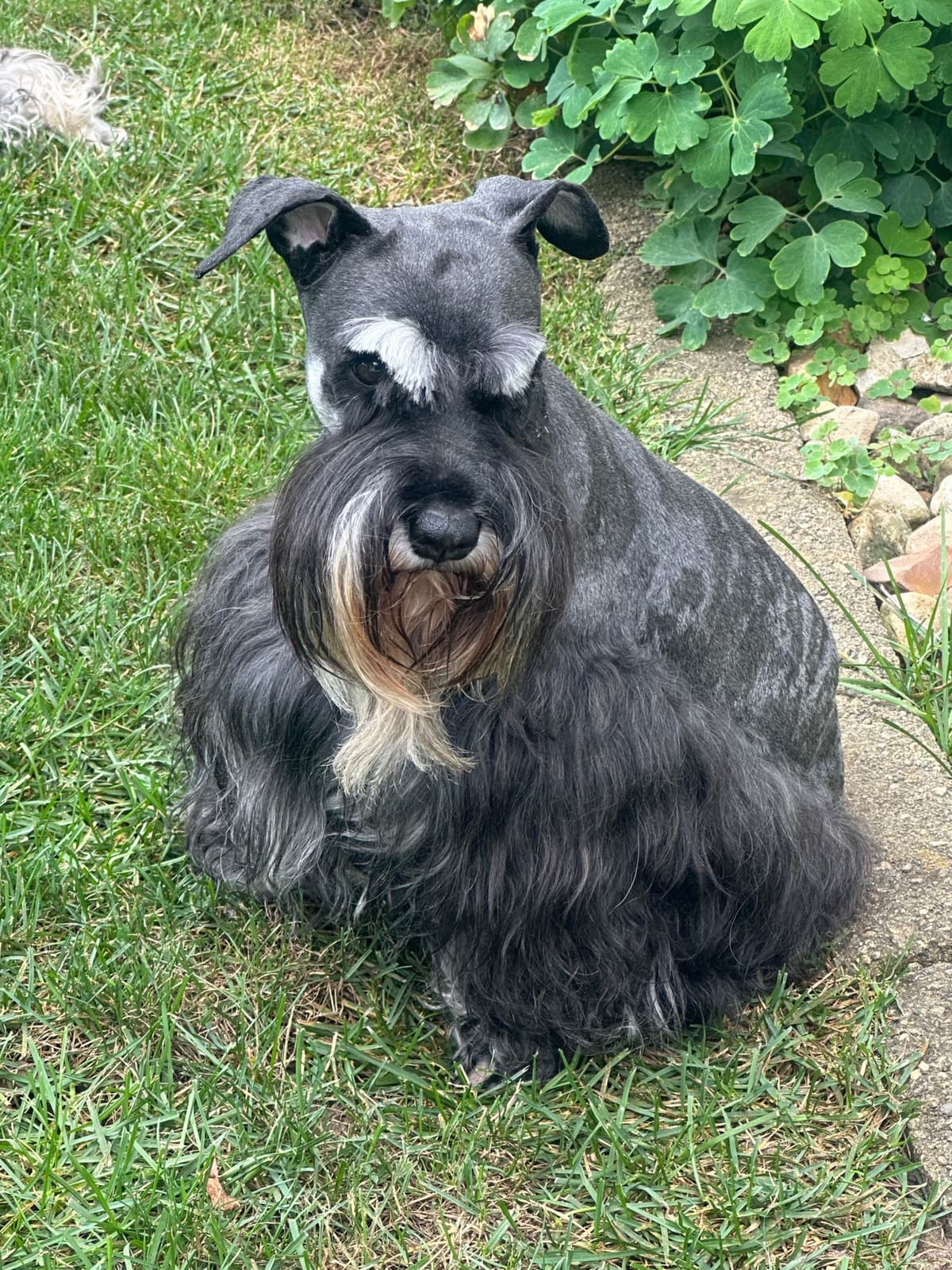 Miniature Schnauzer Puppies breeder image 19