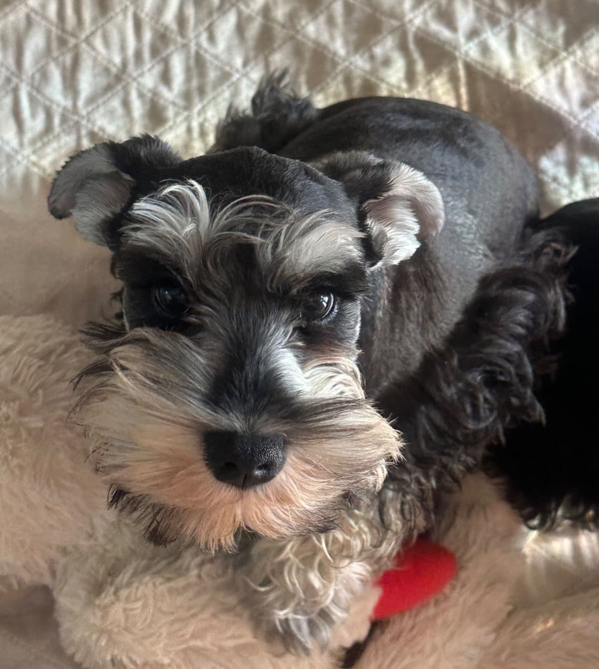 Miniature Schnauzer Puppies breeder image 20