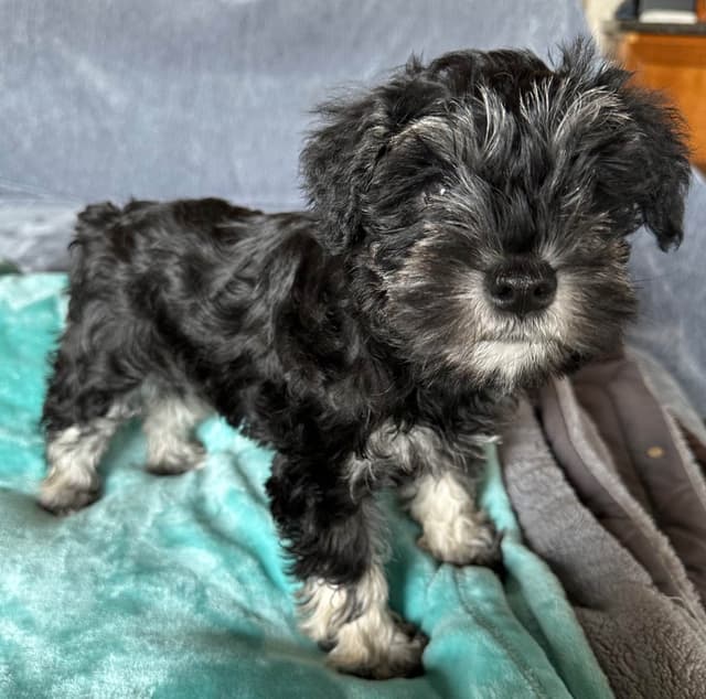 Miniature Schnauzer Puppies media 2