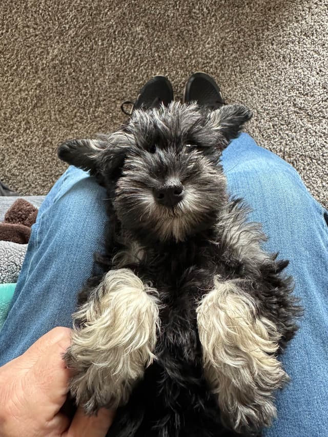Miniature Schnauzer Puppies media 3