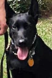 Belgian Malinois Puppies: Superior Quality of Puppies for Sale breeder image 4