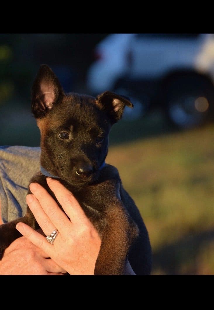 Belgian Malinois Puppies: Superior Quality of Puppies for Sale breeder image 5