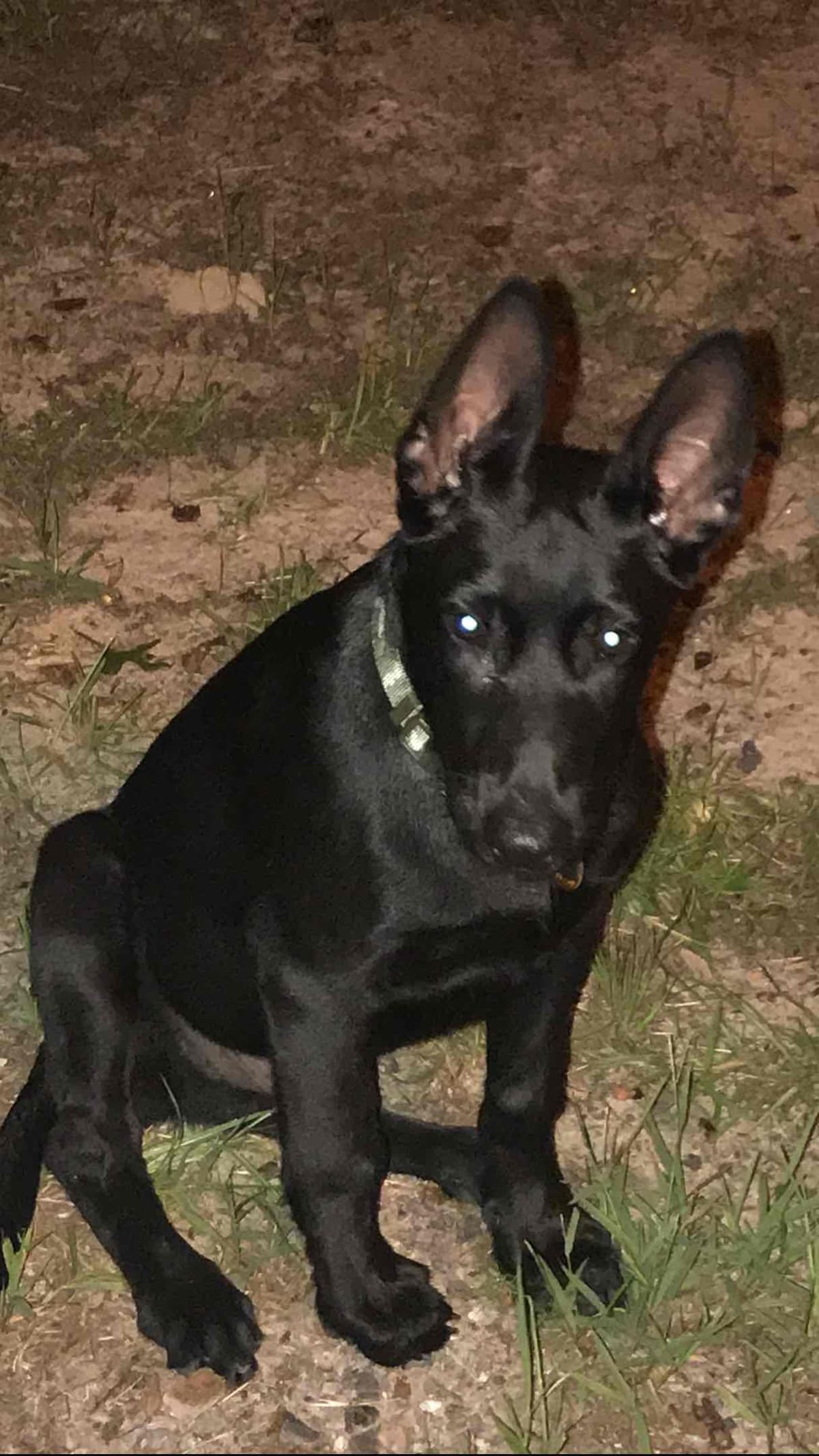 Belgian Malinois Puppies: Superior Quality of Puppies for Sale breeder image 8