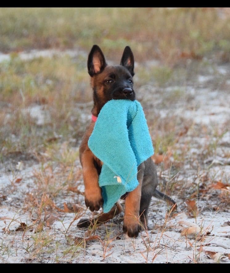 Belgian Malinois Puppies: Superior Quality of Puppies for Sale breeder image 7