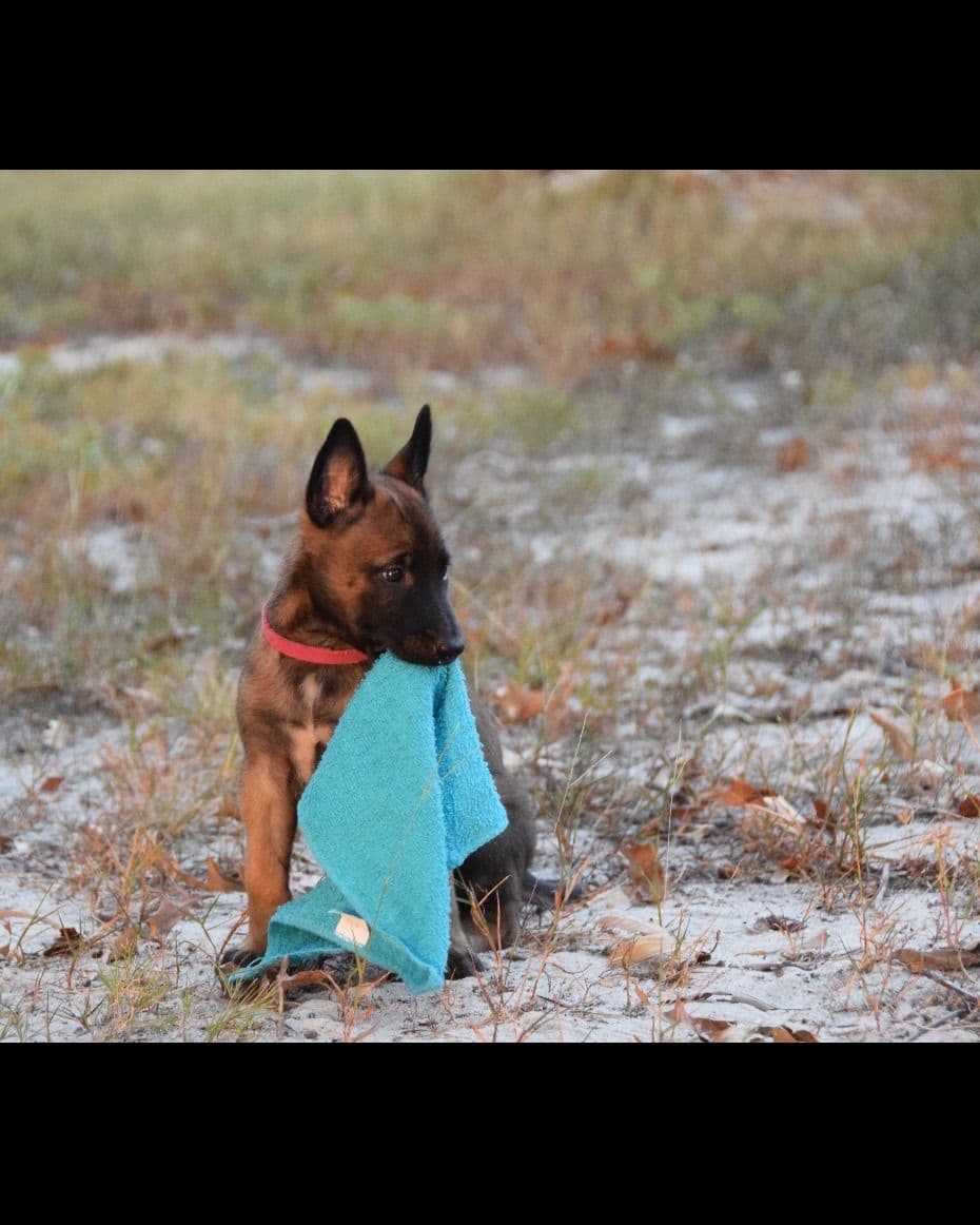 Belgian Malinois Puppies: Superior Quality of Puppies for Sale breeder image 6
