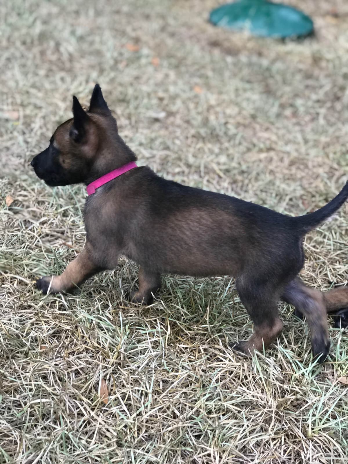 Belgian Malinois Puppies: Superior Quality of Puppies for Sale breeder image 12