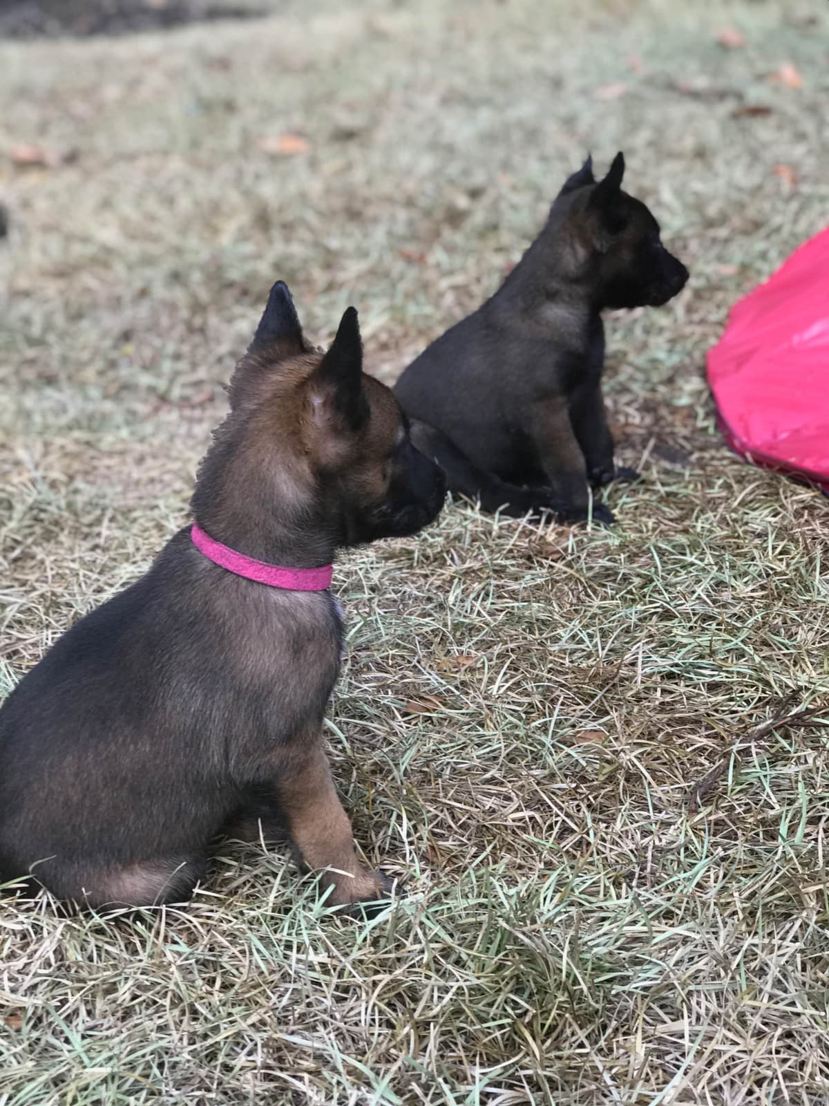 Belgian Malinois Puppies: Superior Quality of Puppies for Sale breeder image 13