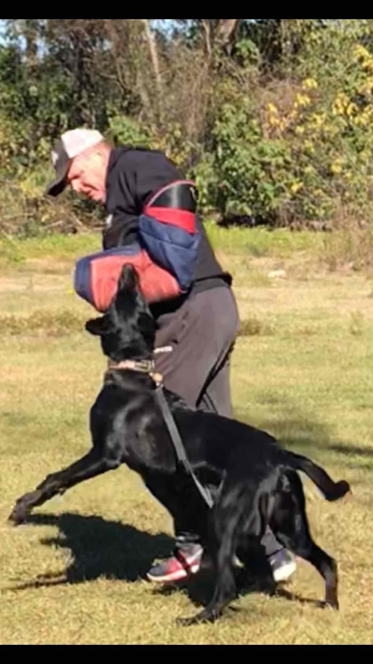 Belgian Malinois Puppies: Superior Quality of Puppies for Sale breeder image 18