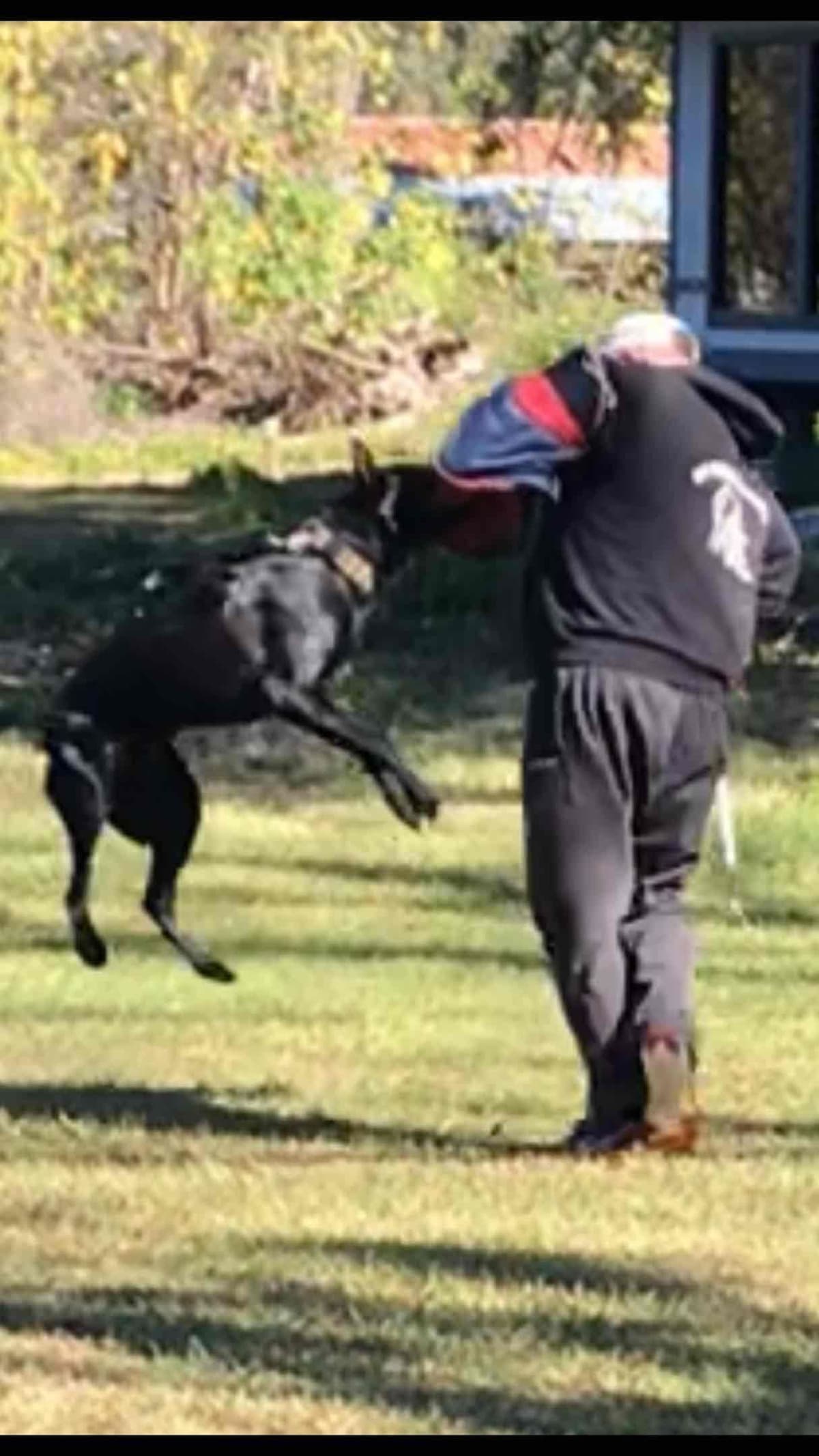Belgian Malinois Puppies: Superior Quality of Puppies for Sale breeder image 15