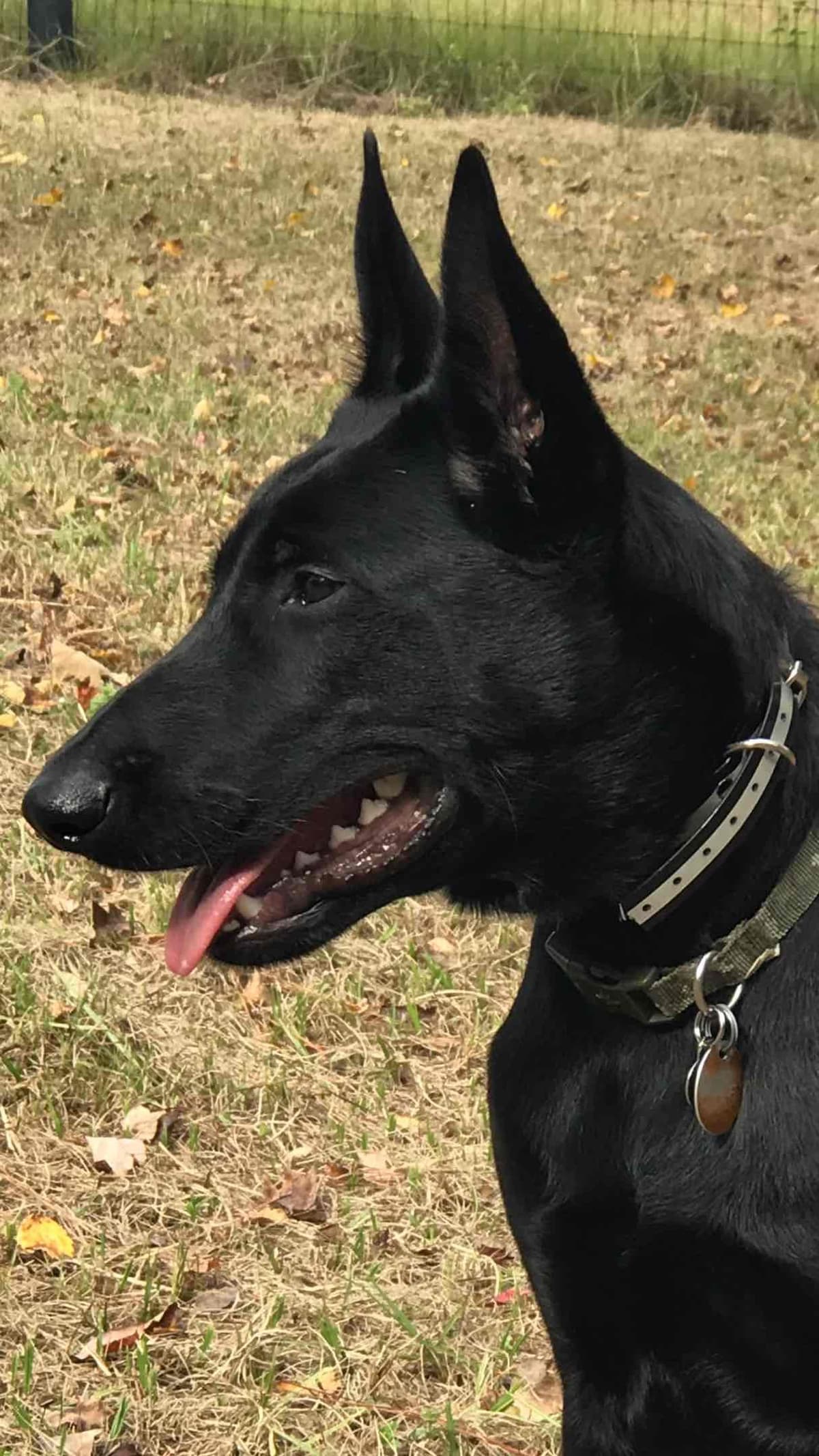 Belgian Malinois Puppies: Superior Quality of Puppies for Sale breeder image 16
