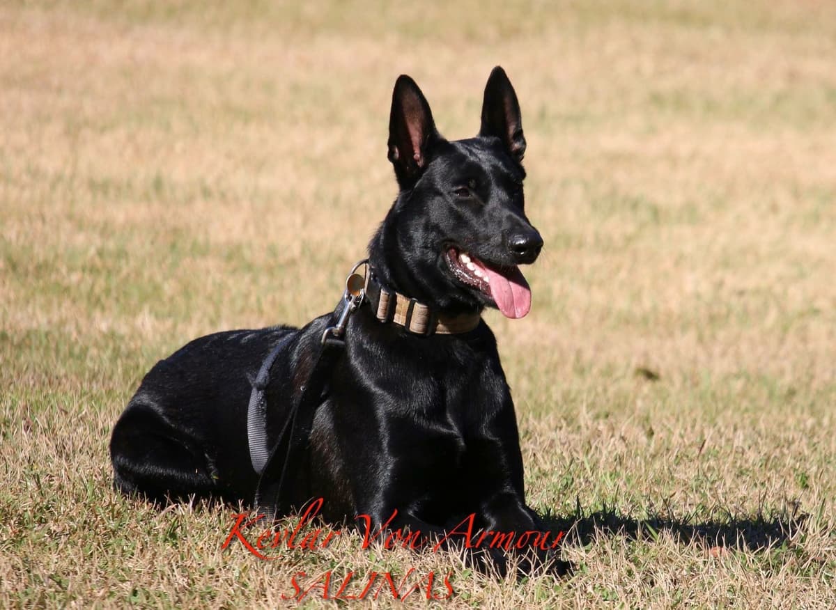 Belgian Malinois Puppies: Superior Quality of Puppies for Sale breeder image 2