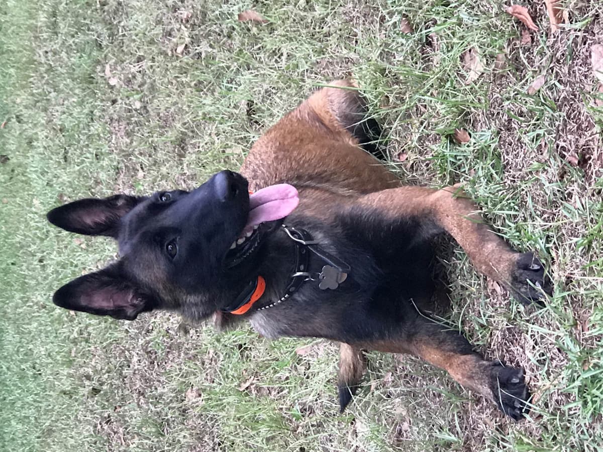Belgian Malinois Puppies: Superior Quality of Puppies for Sale breeder image 21