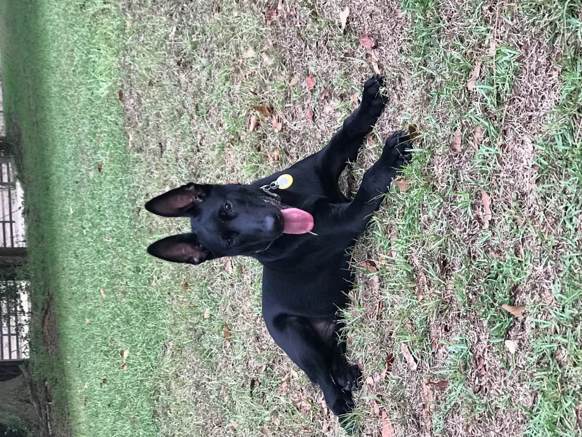 Belgian Malinois Puppies: Superior Quality of Puppies for Sale breeder image 20
