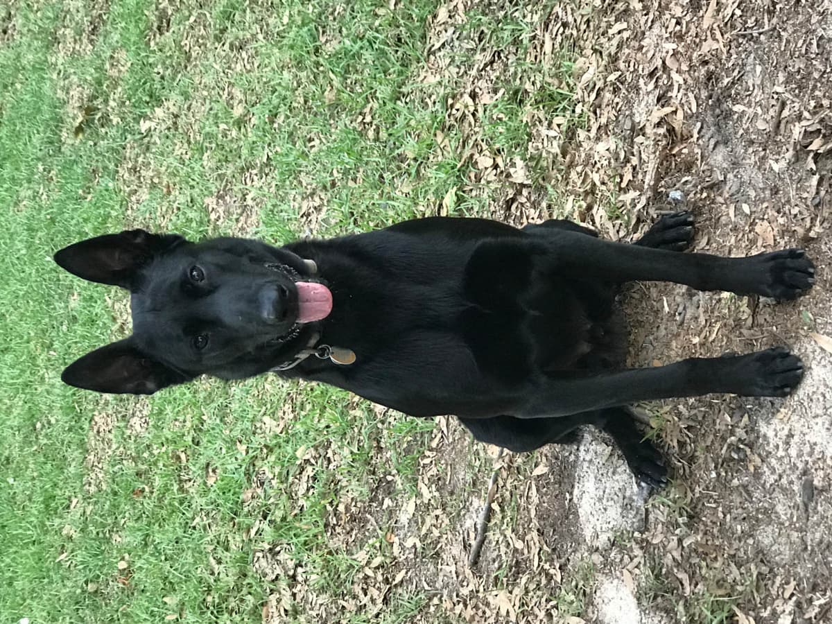 Belgian Malinois Puppies: Superior Quality of Puppies for Sale breeder image 25