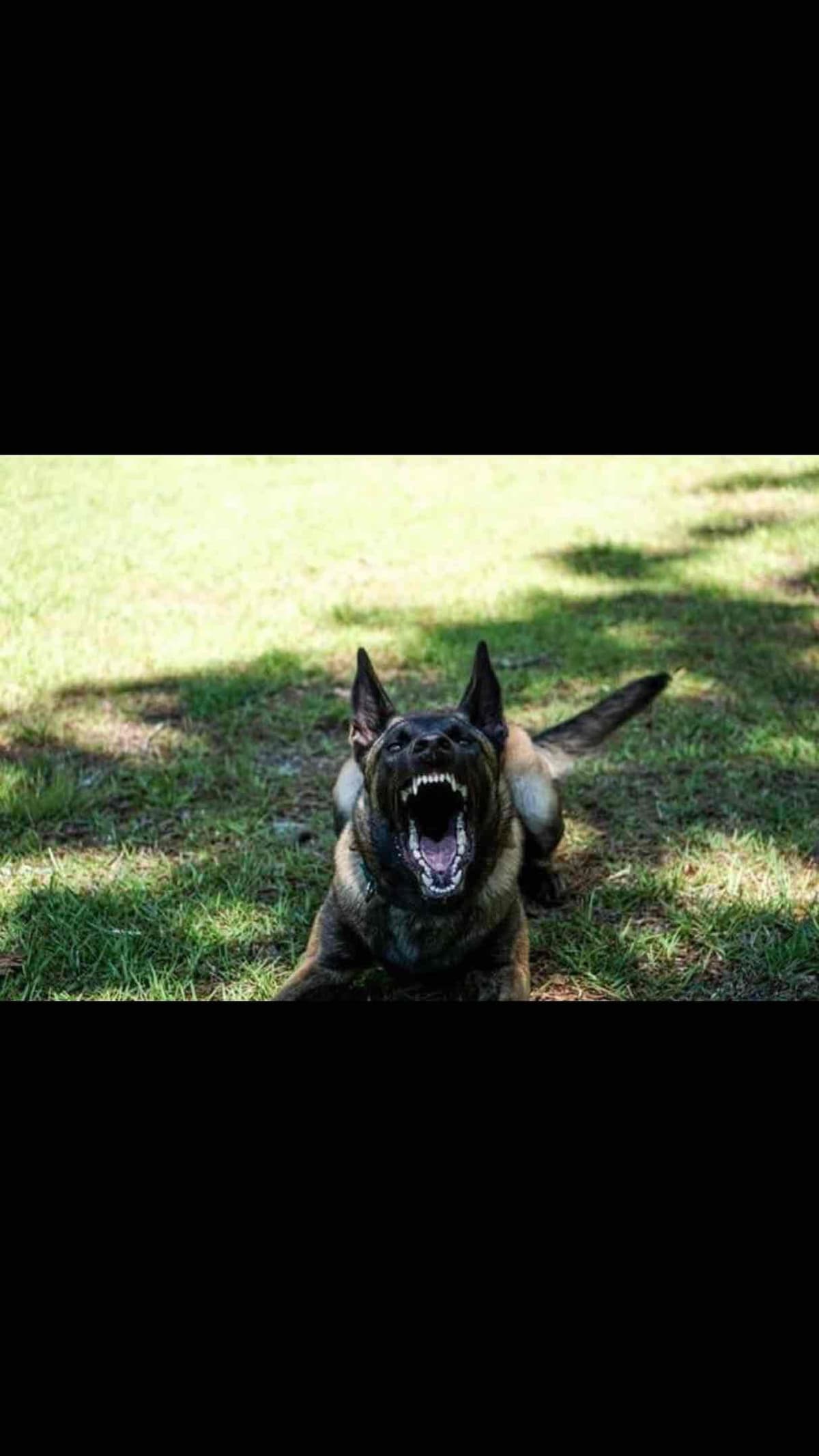 Belgian Malinois Puppies: Superior Quality of Puppies for Sale breeder image 24