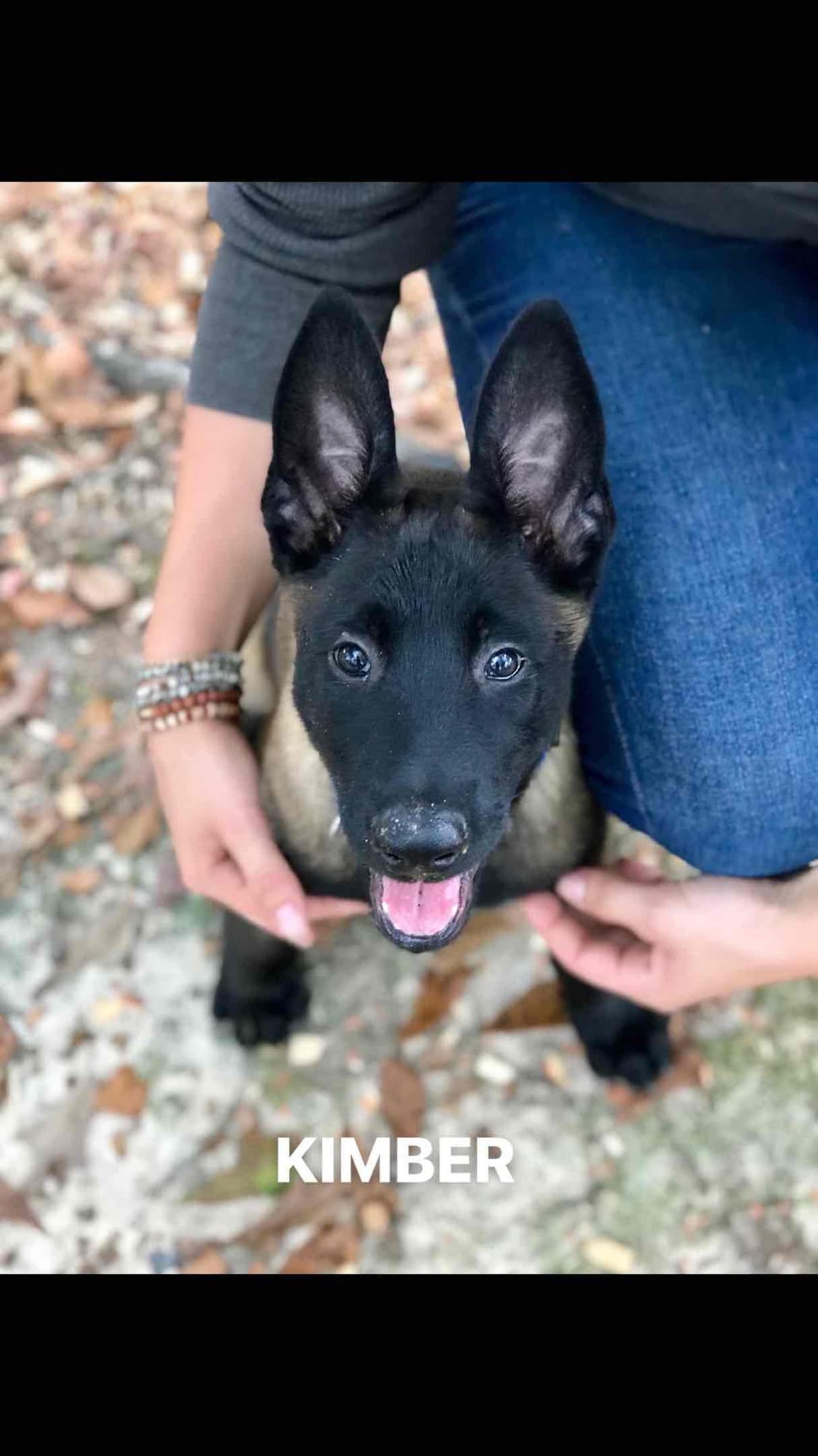 Belgian Malinois Puppies: Superior Quality of Puppies for Sale breeder image 23