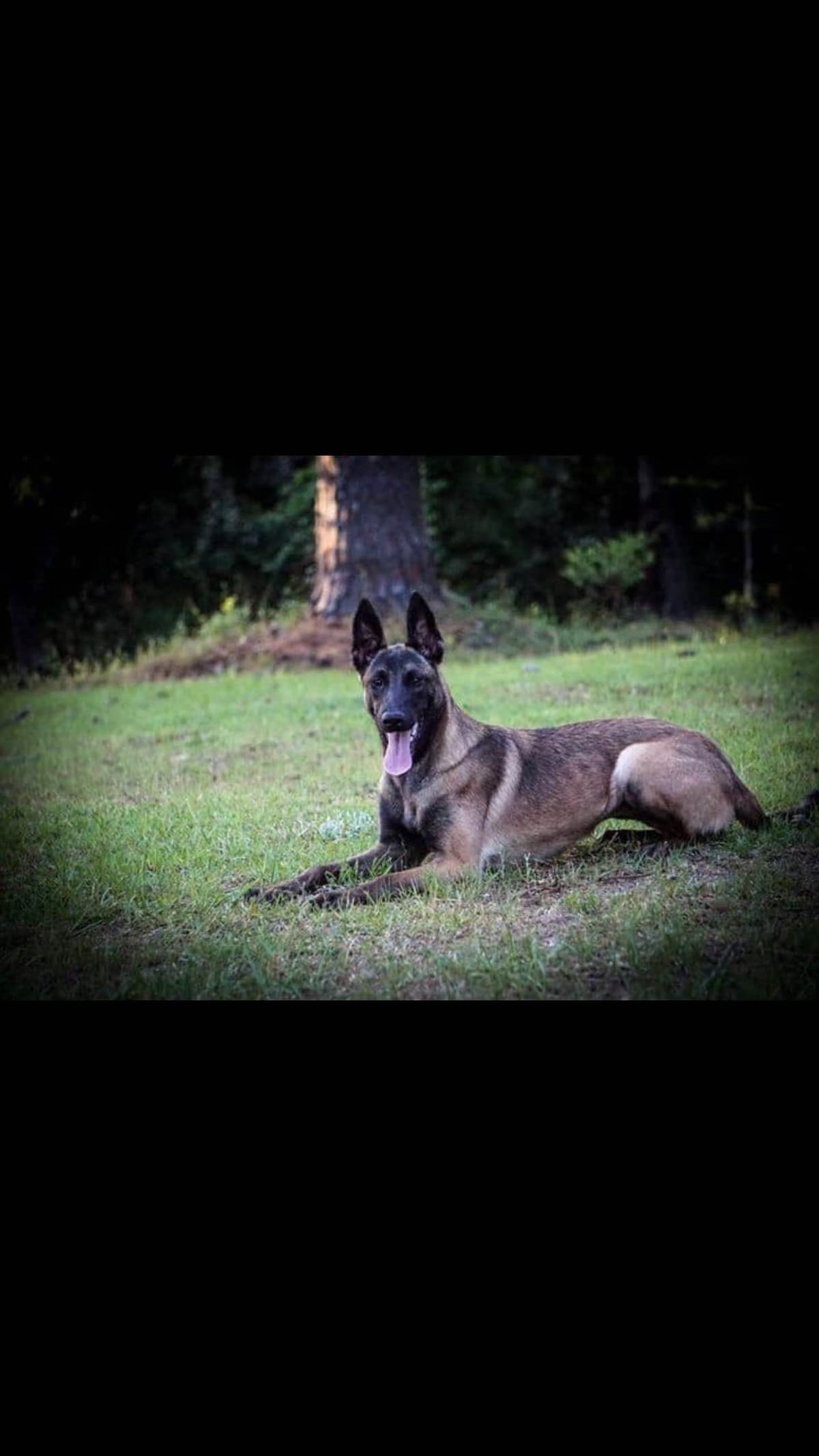 Belgian Malinois Puppies: Superior Quality of Puppies for Sale breeder image 27