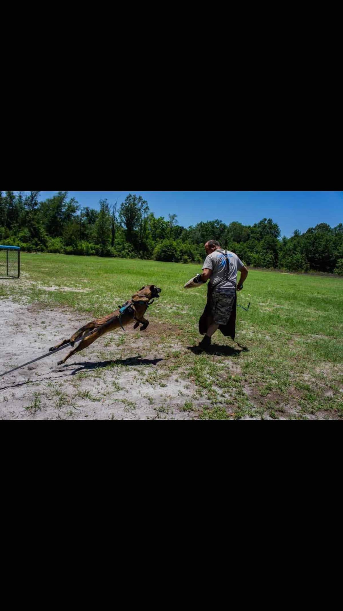Belgian Malinois Puppies: Superior Quality of Puppies for Sale breeder image 28