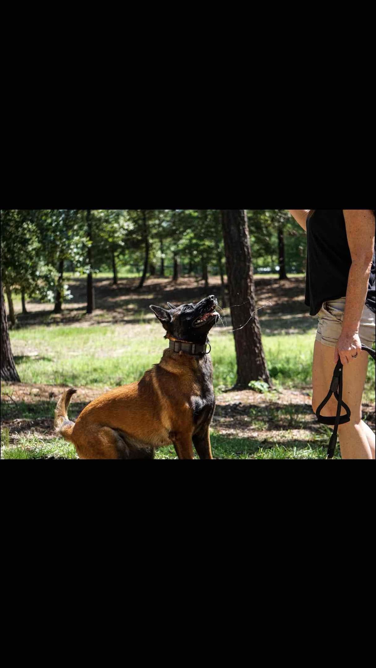 Belgian Malinois Puppies: Superior Quality of Puppies for Sale breeder image 30