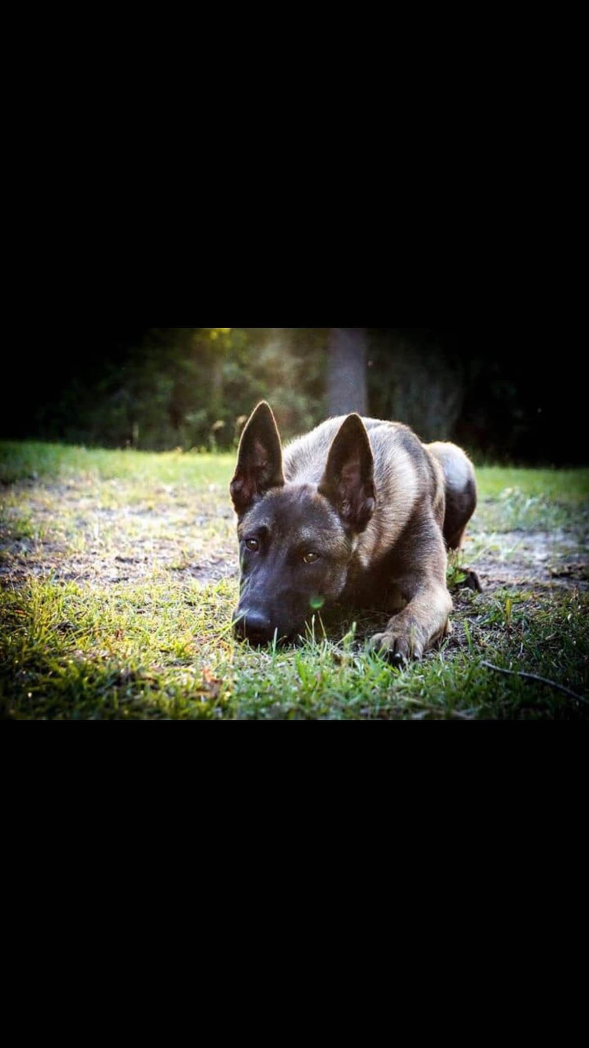 Belgian Malinois Puppies: Superior Quality of Puppies for Sale breeder image 32