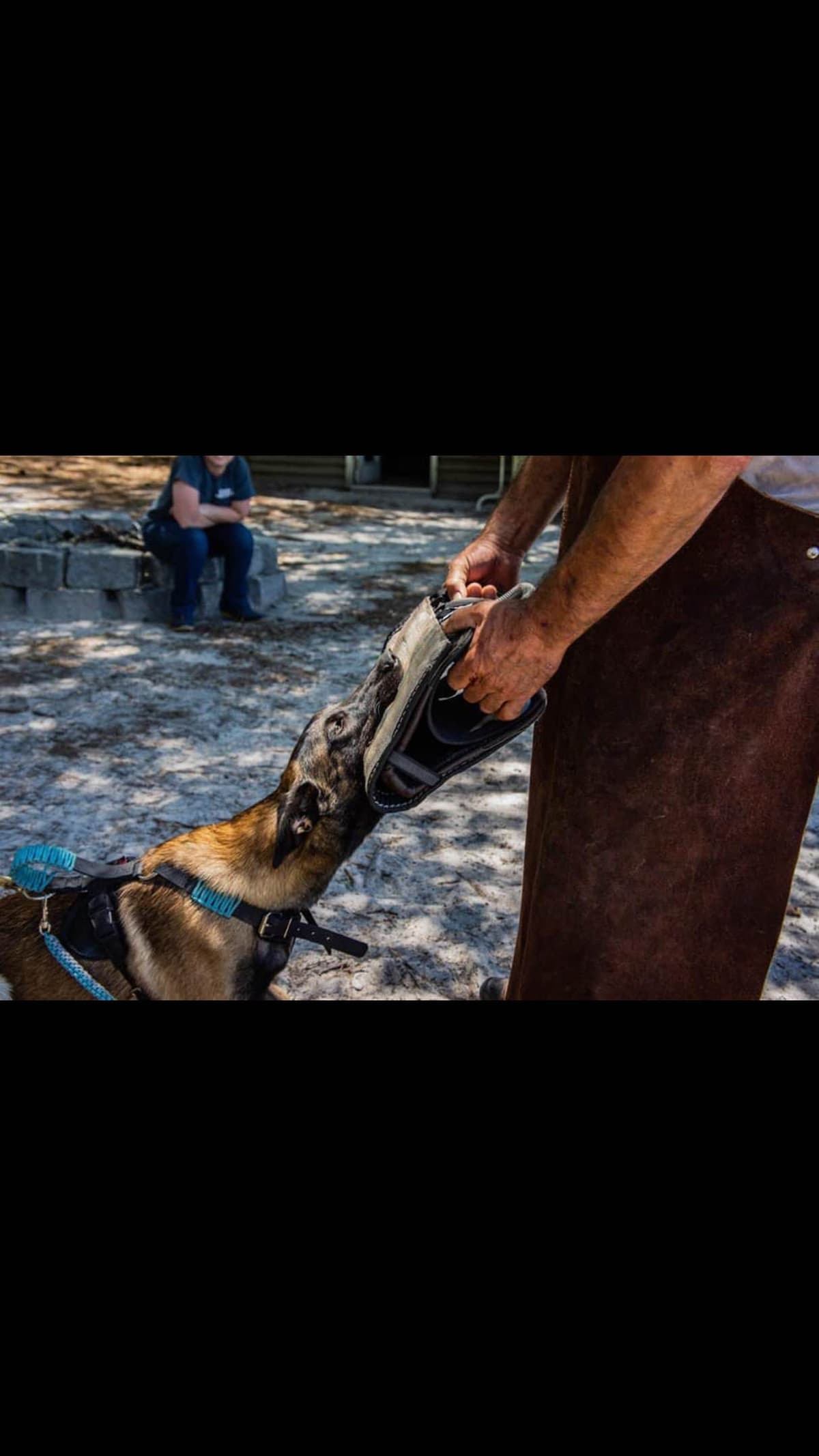 Belgian Malinois Puppies: Superior Quality of Puppies for Sale breeder image 35