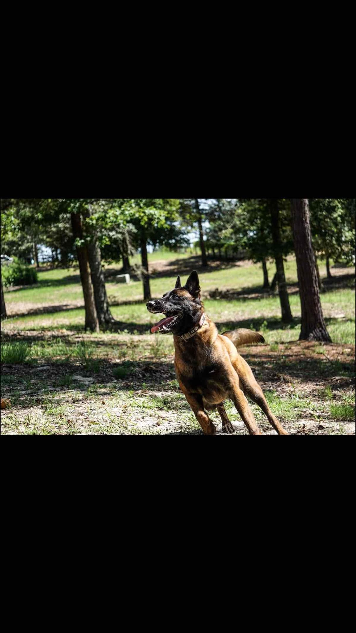 Belgian Malinois Puppies: Superior Quality of Puppies for Sale breeder image 33