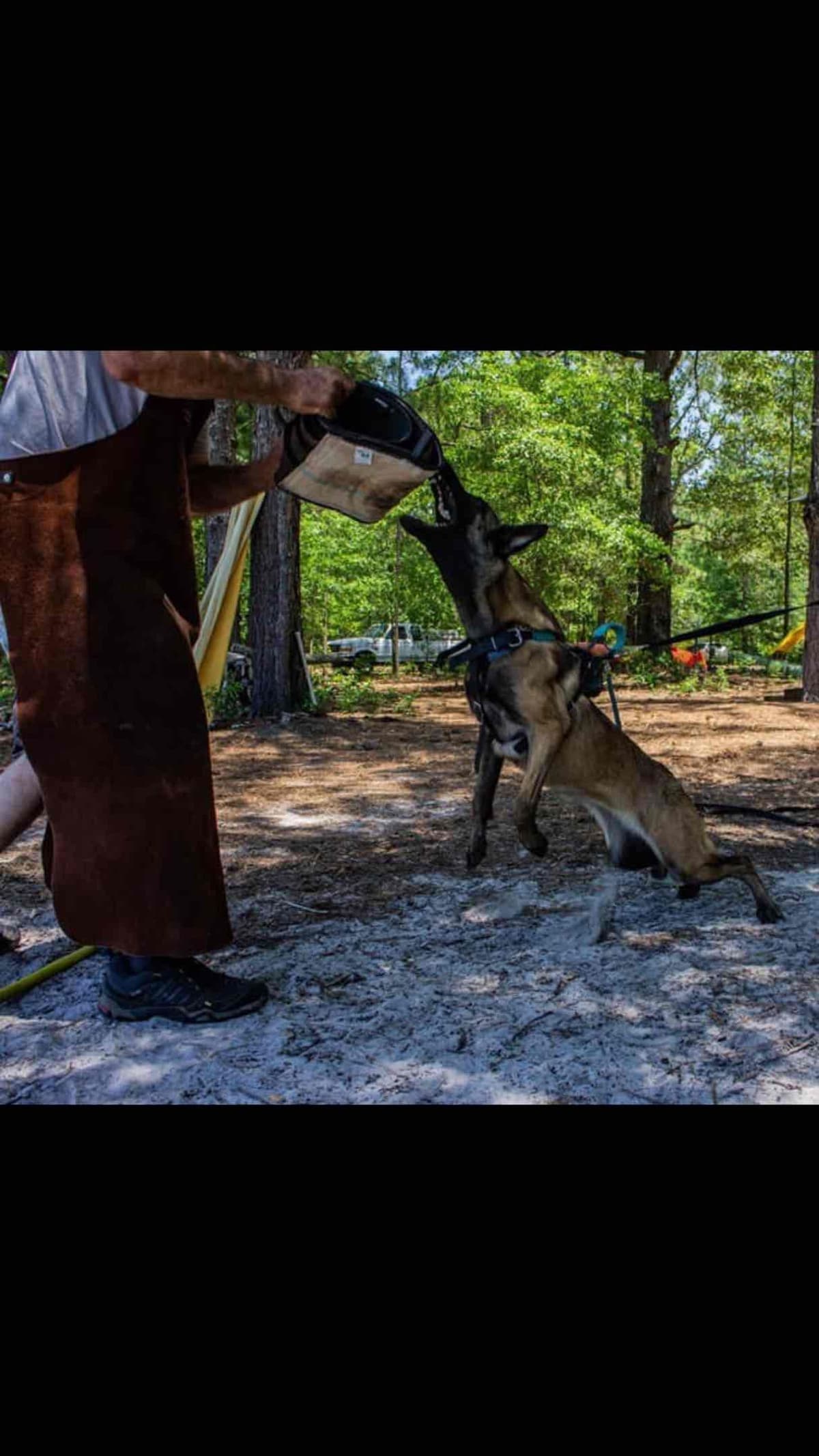 Belgian Malinois Puppies: Superior Quality of Puppies for Sale breeder image 34
