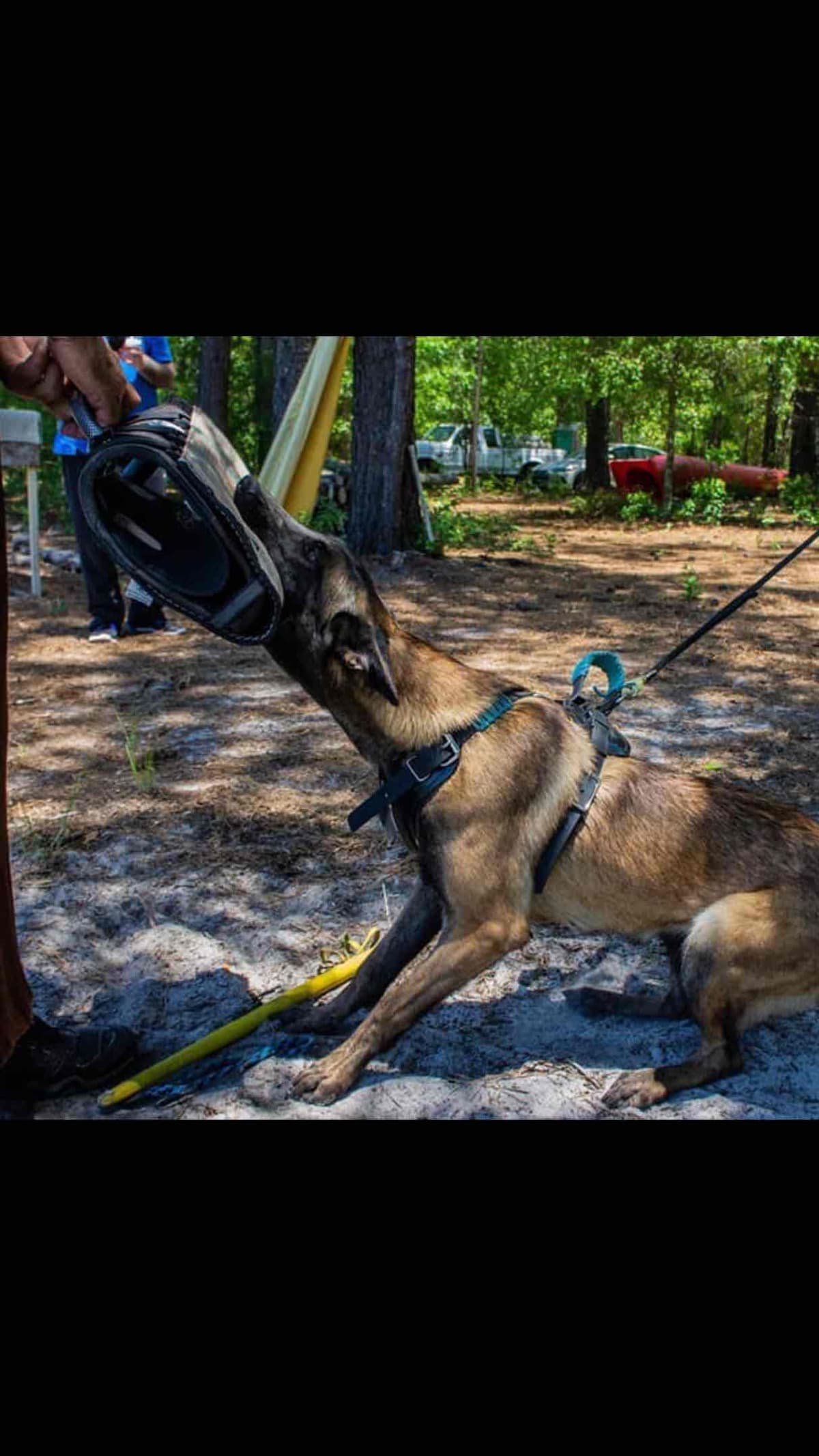 Belgian Malinois Puppies: Superior Quality of Puppies for Sale breeder image 36