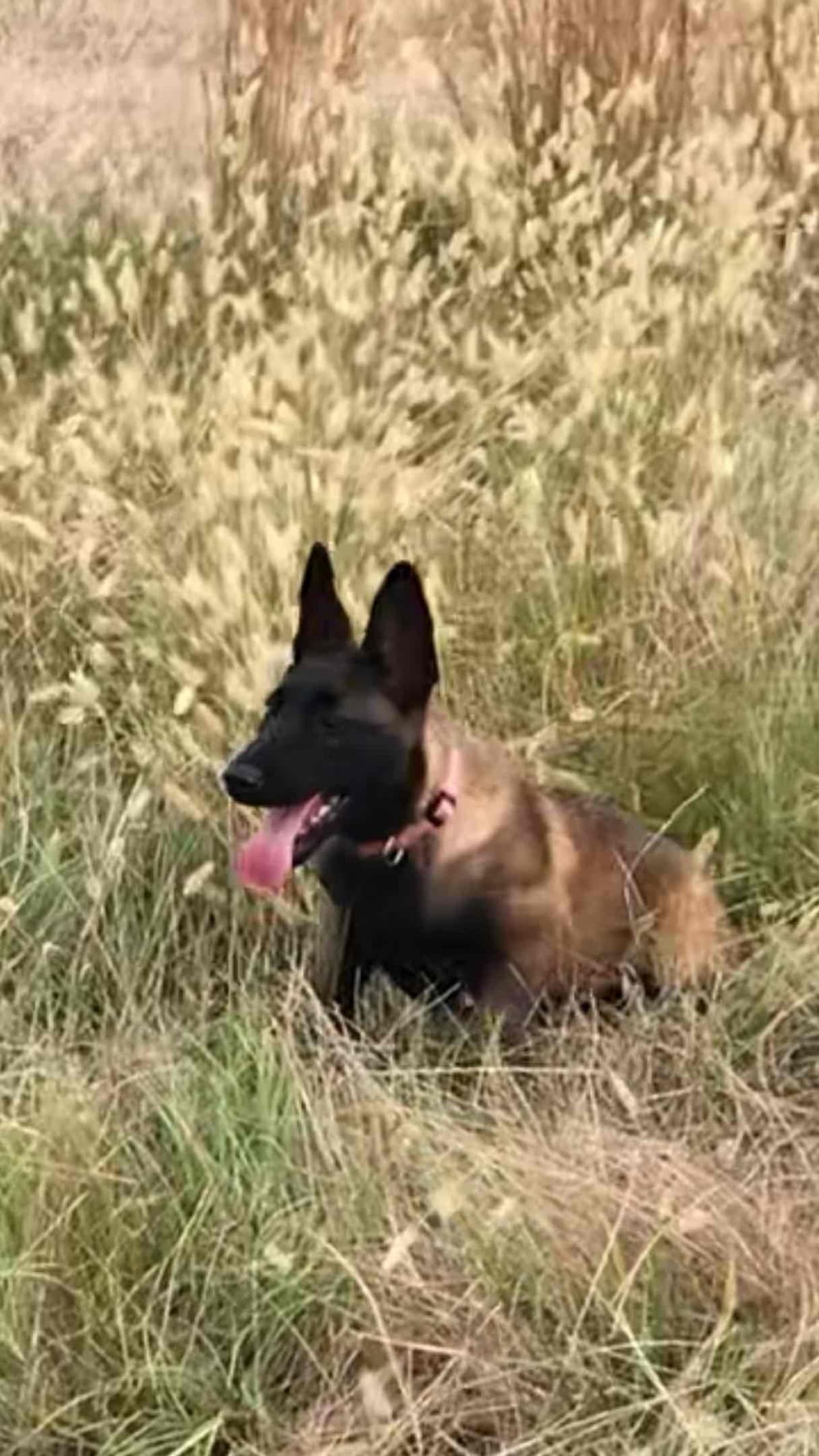 Belgian Malinois Puppies: Superior Quality of Puppies for Sale breeder image 37