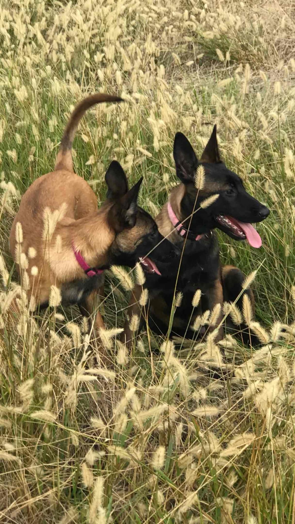 Belgian Malinois Puppies: Superior Quality of Puppies for Sale breeder image 39