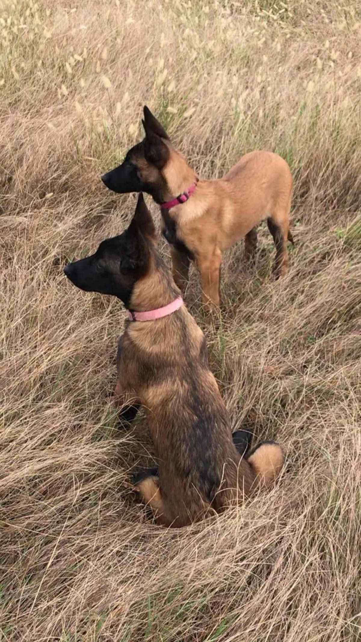 Belgian Malinois Puppies: Superior Quality of Puppies for Sale breeder image 41