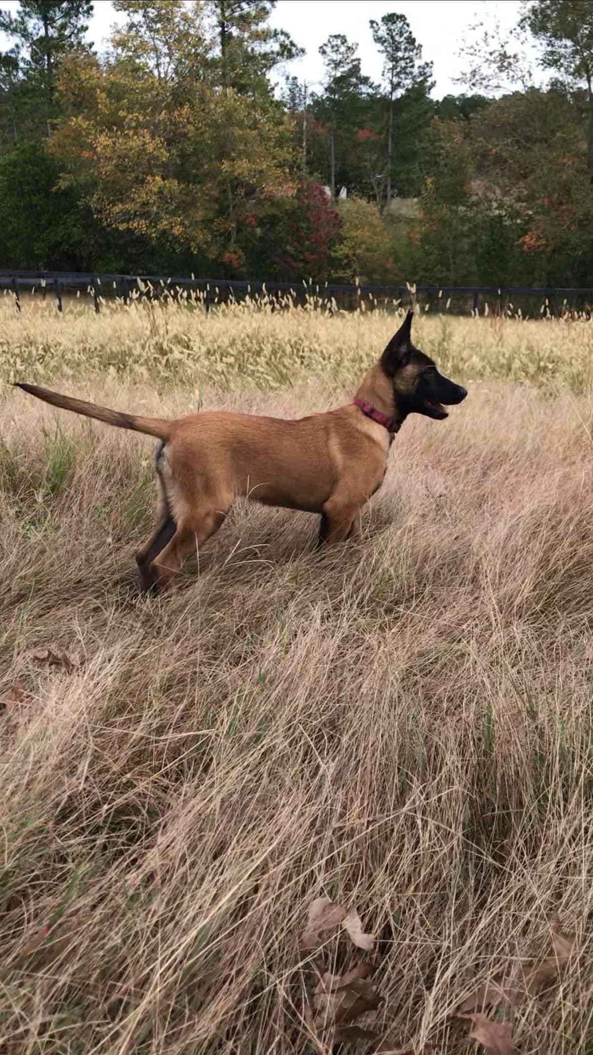 Belgian Malinois Puppies: Superior Quality of Puppies for Sale breeder image 42