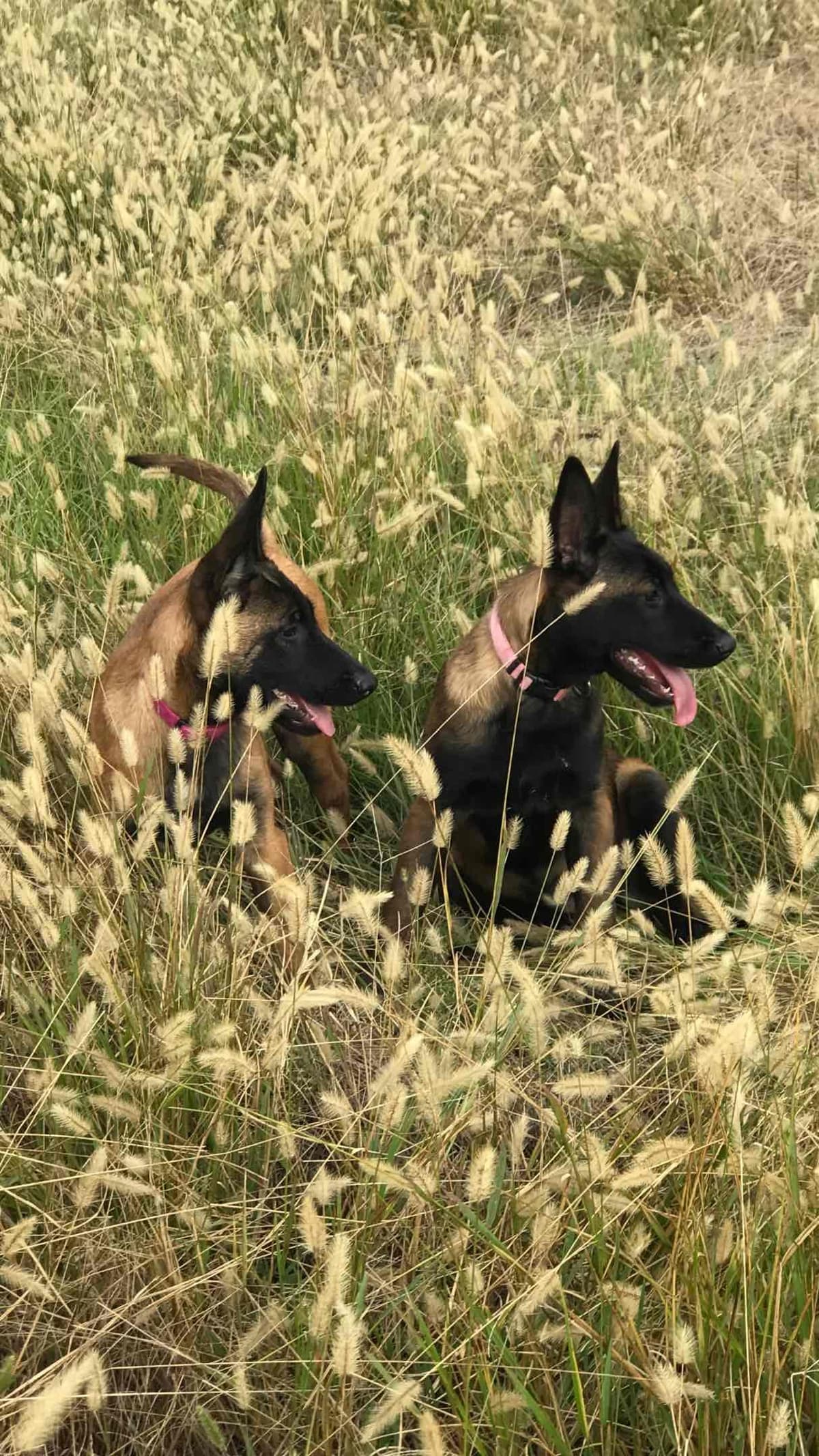 Belgian Malinois Puppies: Superior Quality of Puppies for Sale breeder image 40