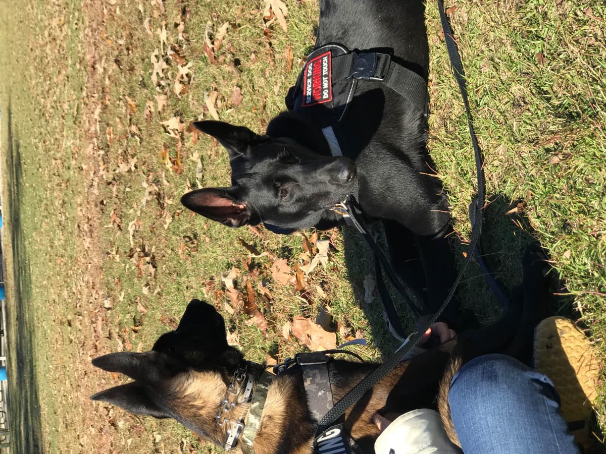 Belgian Malinois Puppies: Superior Quality of Puppies for Sale breeder image 43