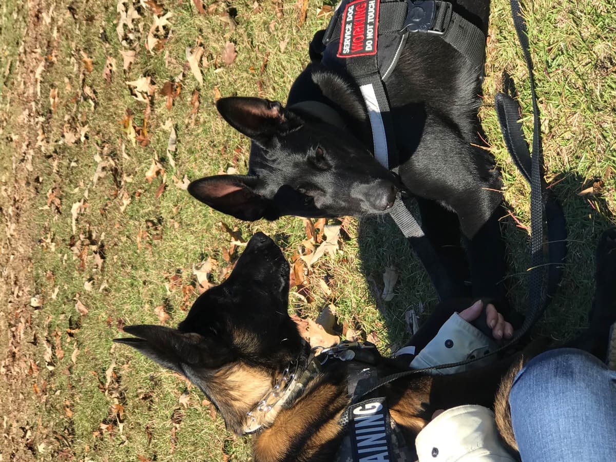 Belgian Malinois Puppies: Superior Quality of Puppies for Sale breeder image 44